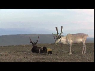 La terra habitada Tráiler