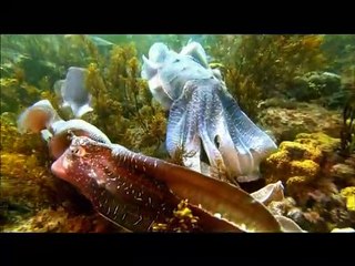 Tiburón, en las garras del hombre Clip (2)