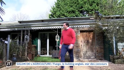 SALON DE L'AGRICULTURE / Fuego, le bulldog anglais, star des concours