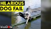 'Australian Shepherd takes an unintentional dip while stepping off the dock *DOG FAIL* '