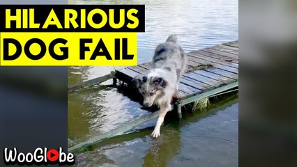 'Australian Shepherd takes an unintentional dip while stepping off the dock *DOG FAIL* '