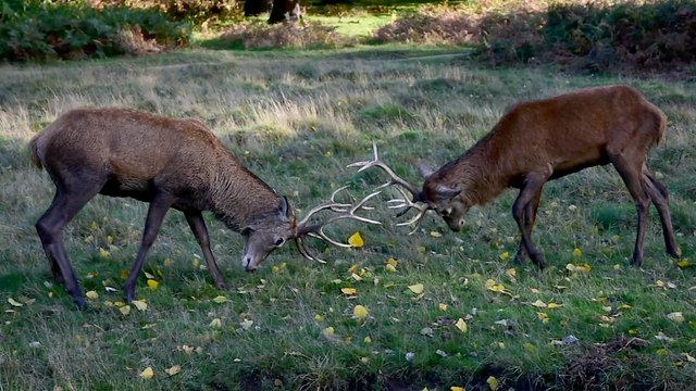 Red Deer Stag Fighting At Richmond Park