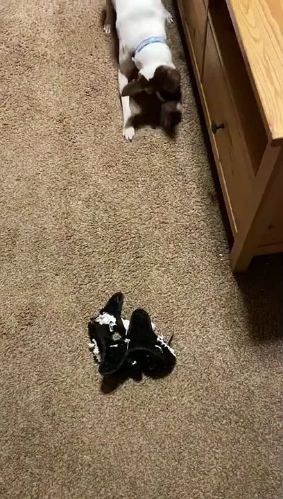 Princess found a bug