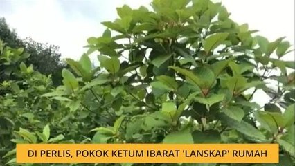 Pokok ketum ibarat 'lanskap' rumah di Perlis