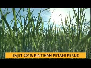 Bajet 2019: Rintihan petani Perlis