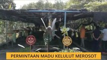 Permintaan madu kelulut merosot