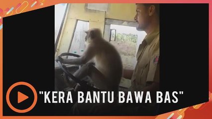 Keterujaan kera memandu bas