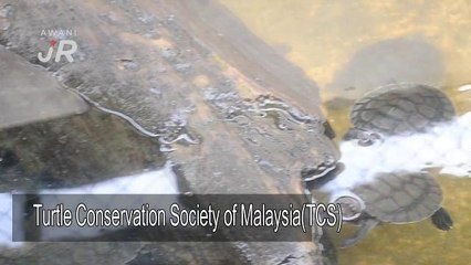 #AWANIJr:  Kenali tuntung bersama TCS Malaysia