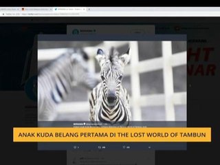 #Bualan 7 Oktober: Penyendal pintu bernilai ratusan ribu ringgit & anak kuda belang di 'The Lost World of Tambun'