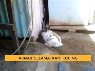 #Bualan 5 Oktober: Kisah si arnab 'selamatkan' anak kucing