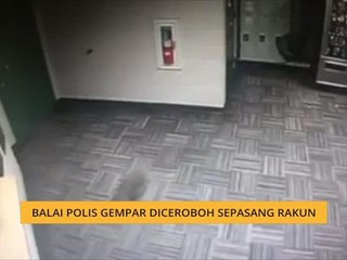 Balai polis gempar diceroboh sepasang rakun