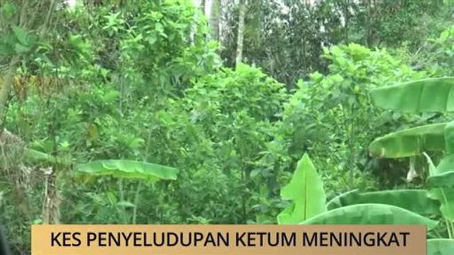 AWANI State [Perlis]: Kes penyeludupan ketum meningkat