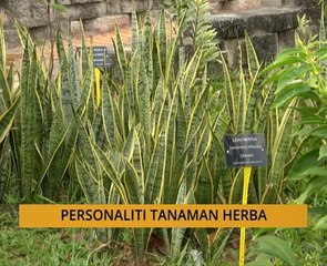 Tanam: Personaliti tanaman herba