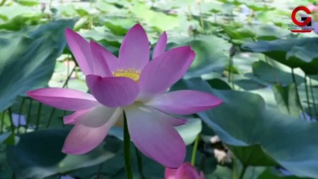 Lotus seeds germination | How to grow Lotus from seeds