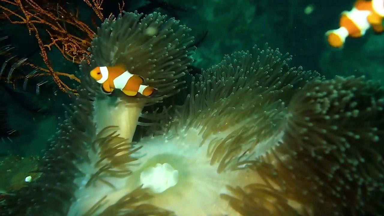 Beutyful Nemo