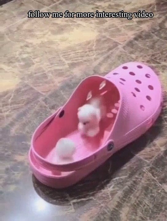 cat and dog funny videos , cute cat funny video, follow me for more interesting video