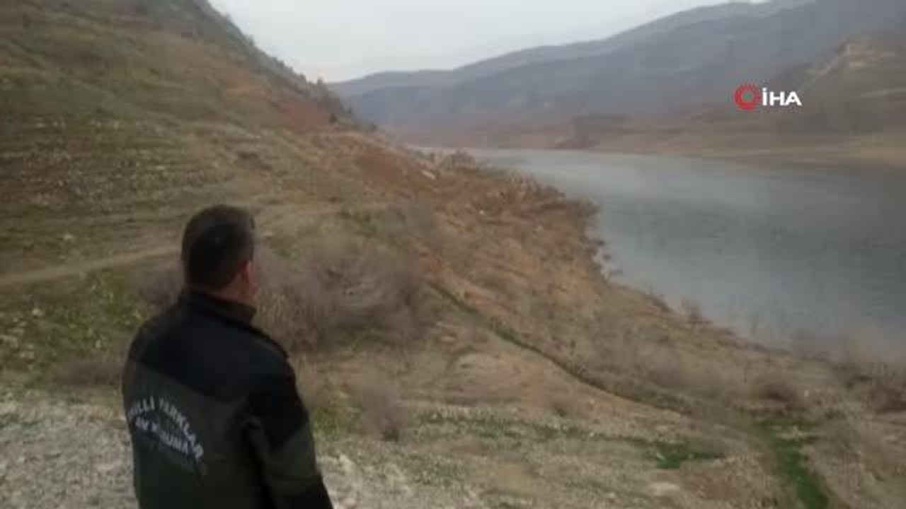 Yaralı bulunan sülün tedavisinin ardından doğaya salındı