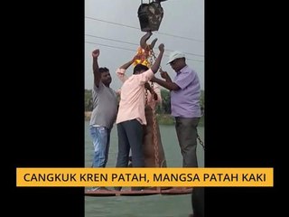 Cangkuk kren patah, mangsa patah kaki