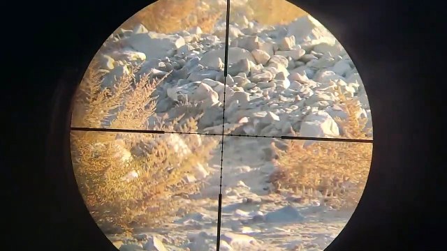 Partridge hunting with a PCP rifle