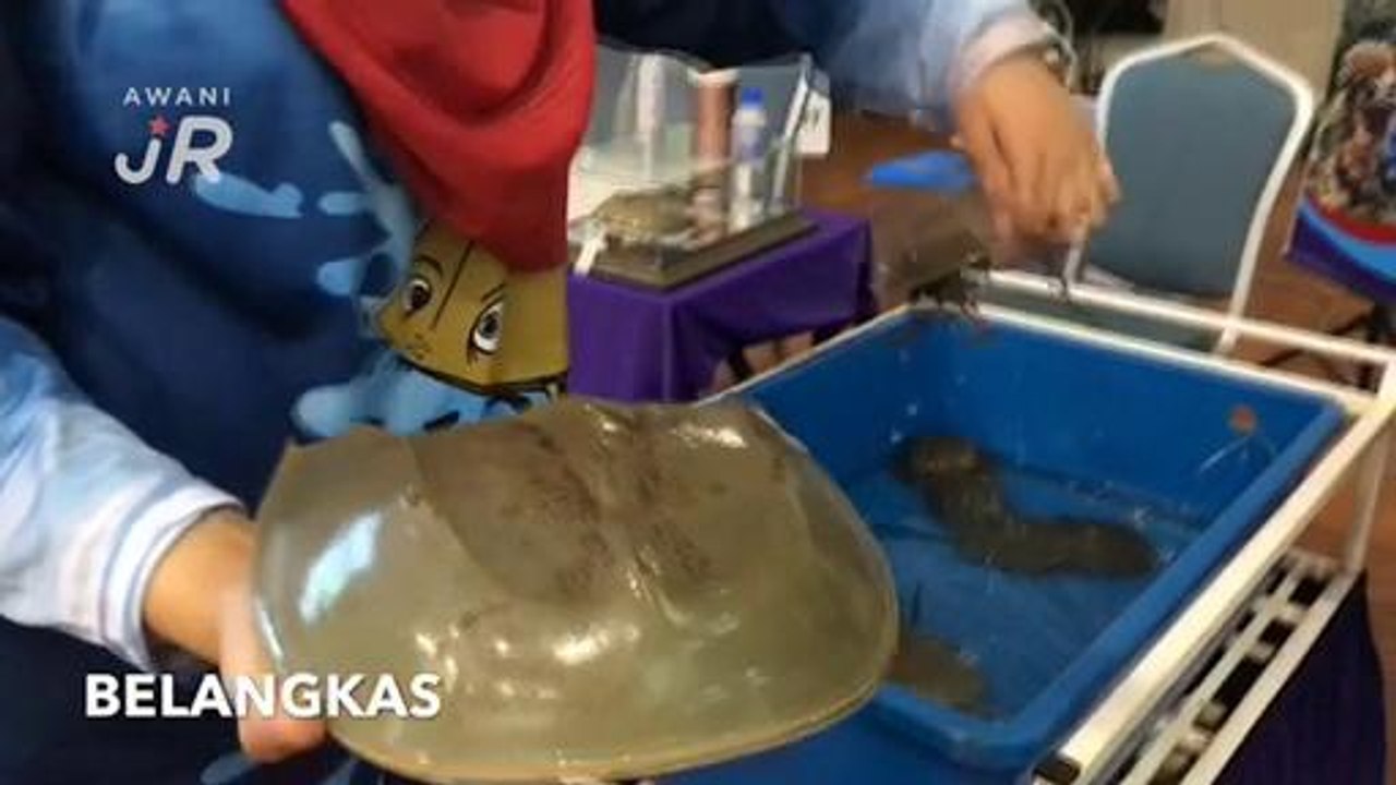 #AWANIJr:  Macam Belangkas