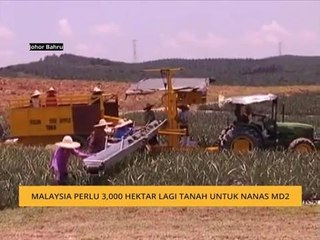 Malaysia perlu 3,000 hektar lagi tanah untuk nanas MD2