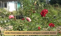AWANI - Terengganu: Bermula 30 spesis kini laman Zety Roses milik 300 spesis bunga ros