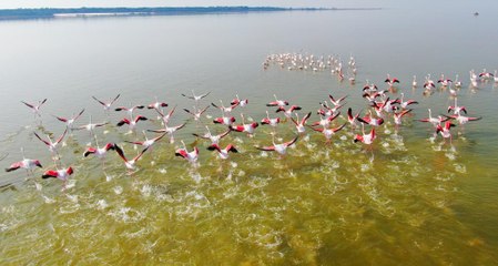 Flamingoların görsel şöleni