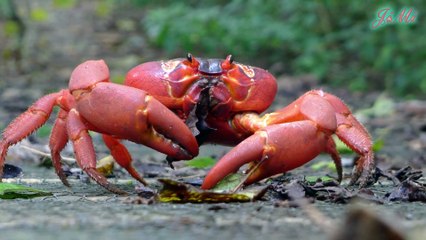 Bí Ẩn Hàng Triệu Cua Đỏ Đảo Giáng Sinh Vào Mùa Sinh Sản