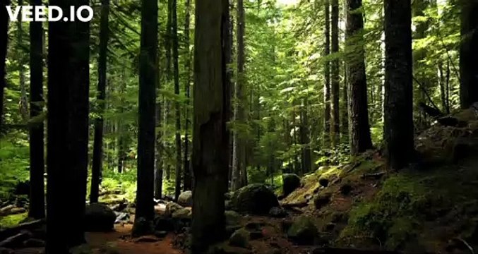 Relaxing Music with Birds Singing - Beautiful Music & Soothing Relaxation #relaxingmusic #nature