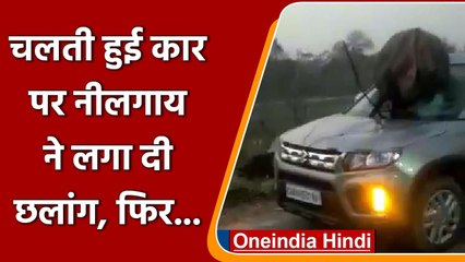 Hapur में Road पार कर रही Nilgai ने Car पर लगा दी छलांग, गर्दन फंसने से हुई मौत | वनइंडिया हिंदी