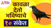 कावळा भविष्याचे १० संकेत कोणते देतो? Crow gives these 10 signs about future | Crow Information