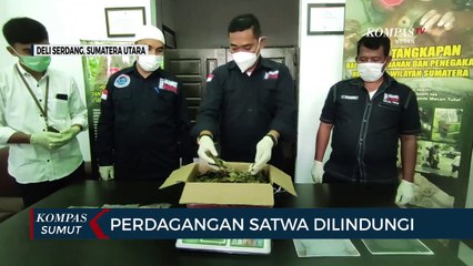 Polda Sumut Gagalkan Perdagangan Satwa Dilindungi