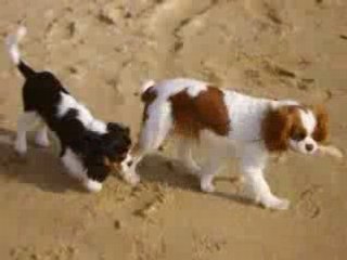 jeux à la plage 02 2008