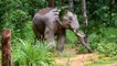 हाथियों के व्यवहार में बदलाव, टॉर्च और मसाल बेअसर,भोंपू से भी डर नहीं