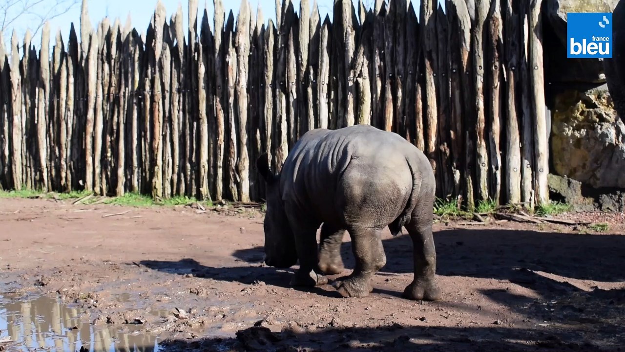 Le parc animalier belge Pairi Daiza annonce la naissance d'un bébé rhinocéros