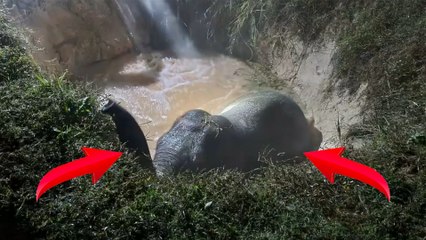 ಗುಂಡಿಗೆ ಬಿದ್ದ ಆನೆಯನ್ನ ರಕ್ಷಿಸಿದ ಅಧಿಕಾರಿಗಳು | Oneindia Kannada