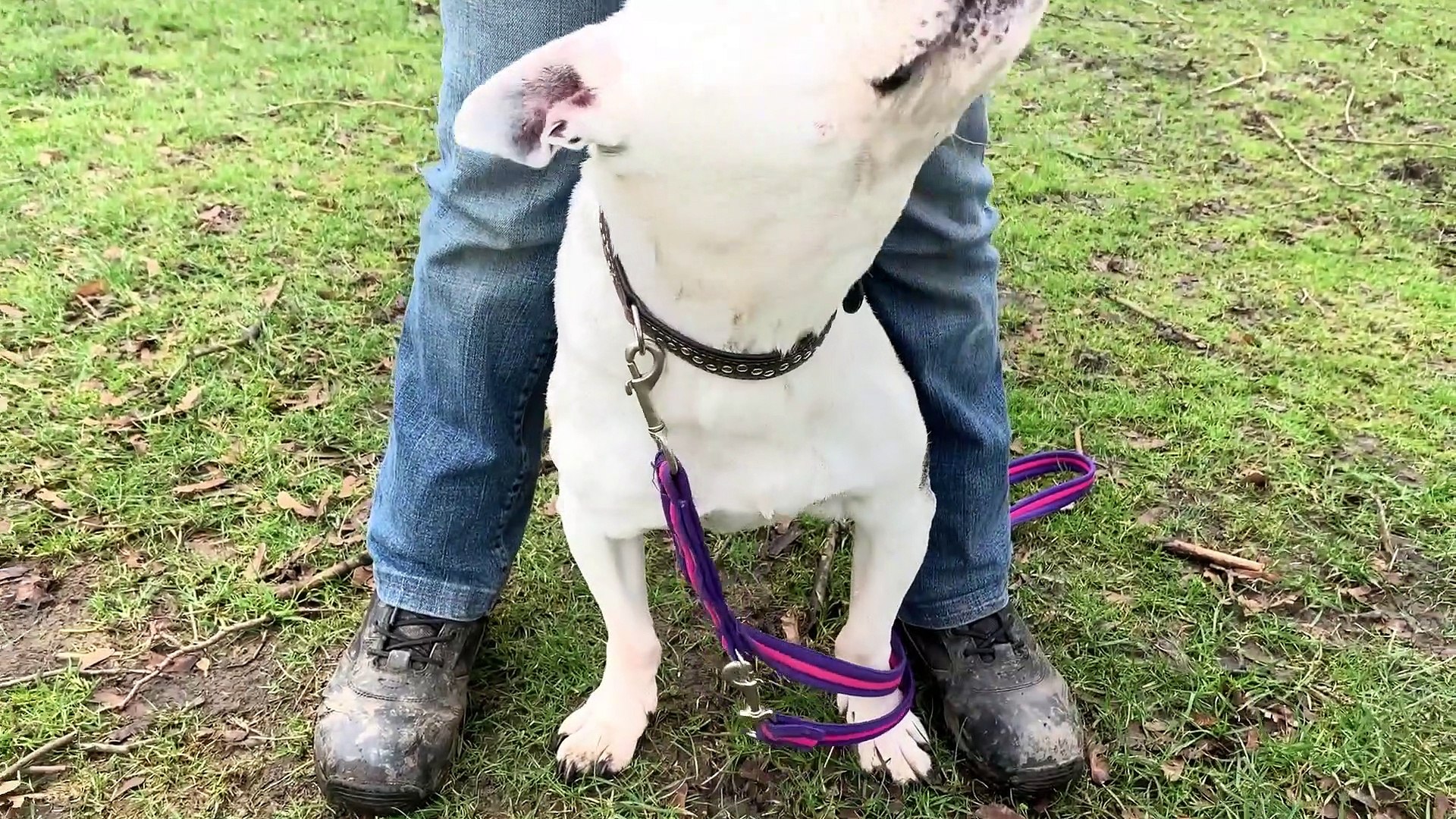 ⁣YORKSHIRE’S FAIRY DOG MOTHER: How to handle pandemic-pooches who missed out on puppy training