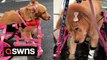 Disabled dog abandoned by owner finds new family and now rolls in custom PINK WHEELCHAIR