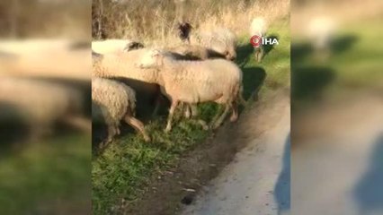 Fransız 2 gezgin, 4 buçuk aydır dünya barışı için Kudüs'e yürüyor