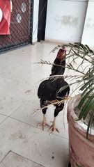 Rooster  Video By Kingdom of Awais