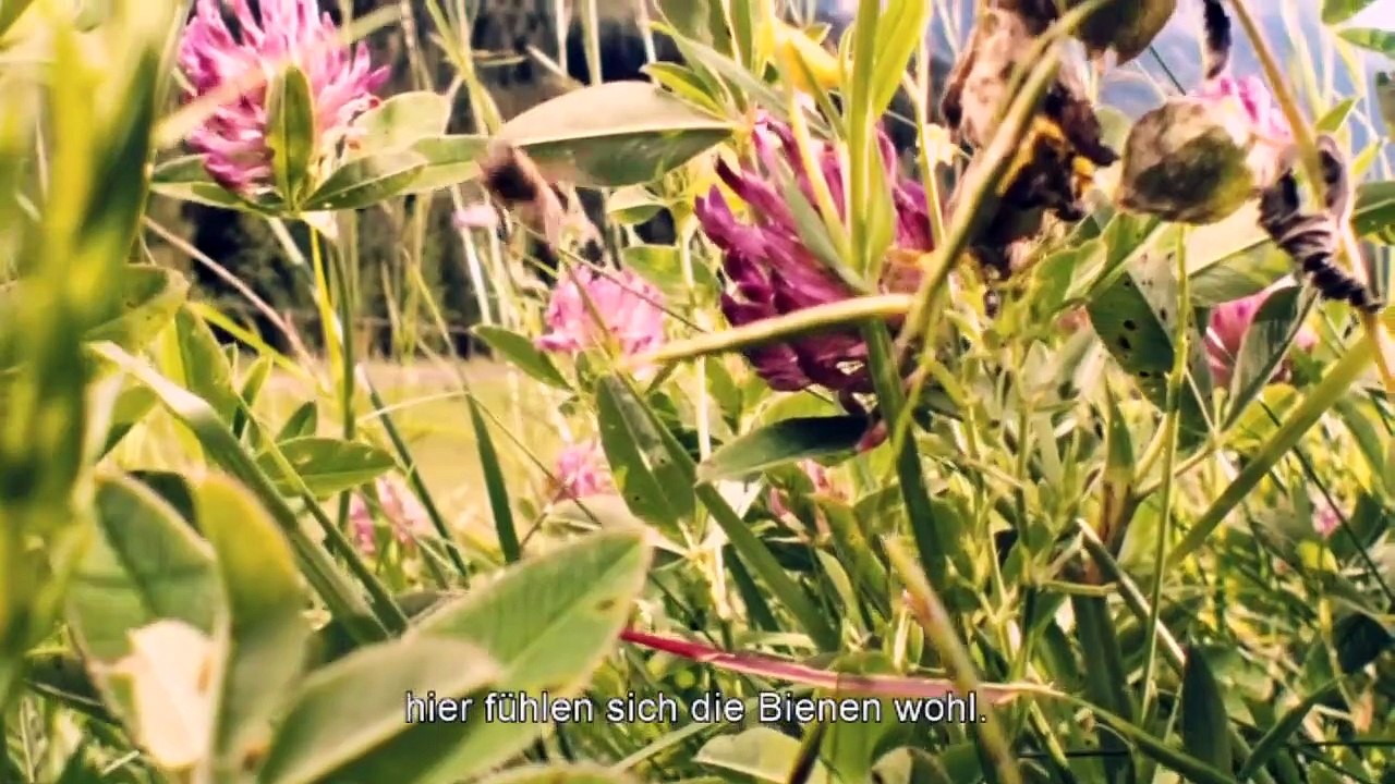 Mucho más que miel Tráiler (2) VO