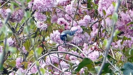 Nature animation video _ Relaxing music _ Soothing Peaceful _ Instrumental music _ Meditation music