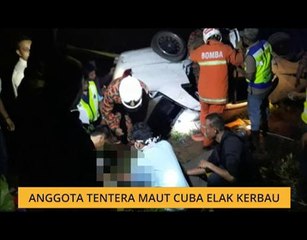 Anggota tentera maut cuba elak kerbau