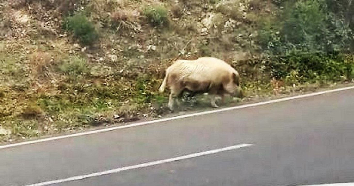 Pyrénées-Orientales : une famille rencontre un sanglier entièrement blanc sur le bord de route