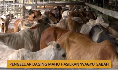 SME: Pengeluar daging mahu hasilkan 'Wagyu' Sabah