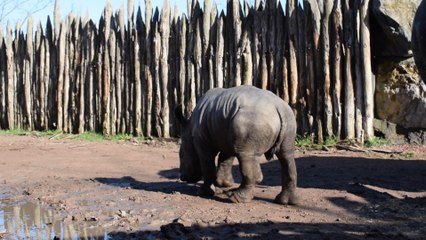 Naissance d'un bébé rhinocéros blanc à Pairi Daiza