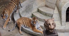 Fort Boyard : il n'y aura plus de tigres dans l'émission dès la saison prochaine