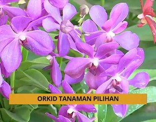 Tanam: Orkid tanaman pilihan