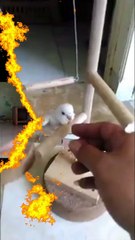 How to train a parakeet