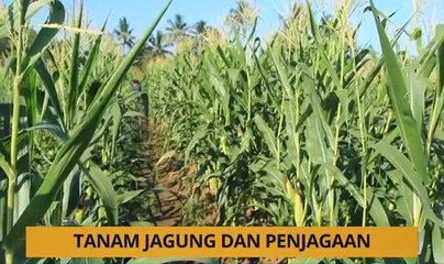 Tanam: Tanam jagung dan penjagaan
